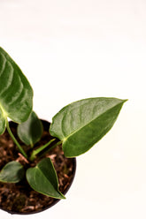 Anthurium veitchii